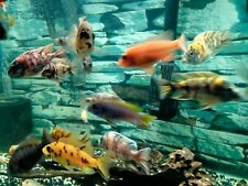 African cichlid juveniles for sale  Stockton