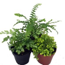 Mini ferns different for sale  Wadsworth