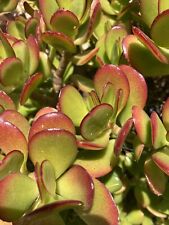 Jade plant lucky for sale  Grover Beach