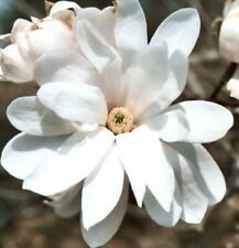 Pianta magnolia kobus usato  Napoli