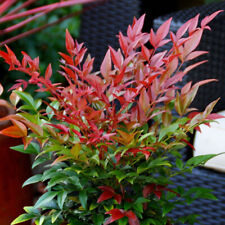 Nandina domestica obsessed d'occasion  Pouzauges