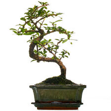 Bonsai carmona fukien for sale  UK