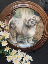 shitzu pup for sale shitzu pup for sale Bloomfield