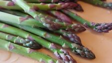 Mary washington asparagus for sale  Deltona