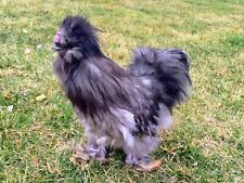 Silkie npip clean for sale  Marion