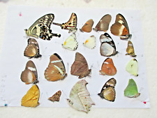 Entomologie lot papillons d'occasion  Cuise-la-Motte