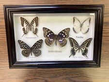Butterflies real mounted for sale  Southampton