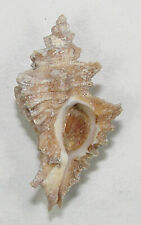 MUREX ERINACEOIDES 33.13mm BEAUTIFUL SPECIMEN Playa Alicia, Baja Norte, Mexico for sale  Shipping to South Africa