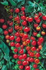 Supersweet 100 cherrytomate gebraucht kaufen  Homberg (Efze)