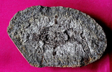 Crevette fossile cr14bt d'occasion  La Roche-sur-Yon