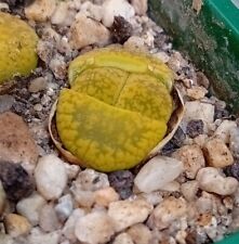 Lithops aucampiae jacksons for sale  CHESTER