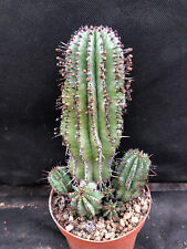 Euphorbia horrida cactus usato  Massafra