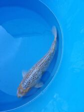 Japanese matsuba koi for sale  EPSOM