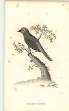 1815 parrot finch for sale  JARROW