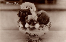 Vintage postcard cute for sale  MATLOCK