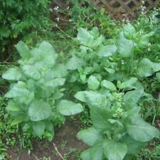 000 nicotiana rustica d'occasion  Expédié en Belgium