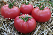 Graines tomate ancienne d'occasion  Poisy