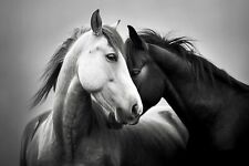 Photographie chevaux grand d'occasion  Lattes