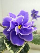 ЕК-Goluboglazaia Khaski 1 HOJA / 1 HOJA violeta africana violeta de Estados Unidos  segunda mano  Embacar hacia Argentina