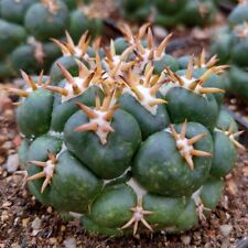 5cm 1pcs coryphantha for sale  Shipping to Ireland