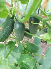 Gherkins dirigent combined for sale  LEICESTER