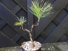 Bonsai scots pine for sale  CANNOCK
