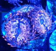 Utter chaos zoanthid for sale  NORTHAMPTON