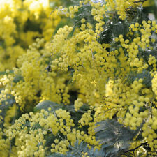 Acacia dealbata garden for sale  IPSWICH