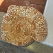 Ammonite fossile piccola usato  Quistello