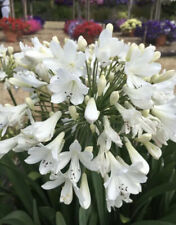 Agapanthus arctic star for sale  MEXBOROUGH