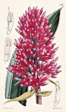 Aechmea Melinonii South America Botanik Flower Botany Lithograph Curtis 5235 for sale  Shipping to South Africa