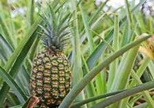 Pineapple plant elite for sale  Yucaipa