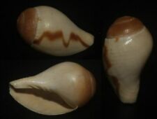 Tonyshells Seashell Melo broderipii BABY SPECIMEN 27mm F+++, superb baby specime for sale  Shipping to South Africa