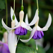 Fuchsia deltas sarah for sale  UK