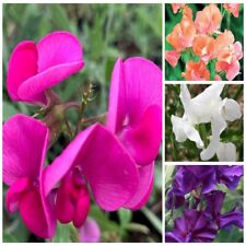 Sweet pea flower for sale  DARLINGTON