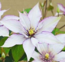 Clematis samaritan vine. for sale  Almond