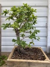 Oak bonsai tree for sale  CLITHEROE