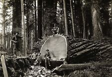Redwood sequoia logging for sale  Theresa