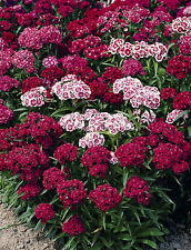 Sweet william indian for sale  SALISBURY