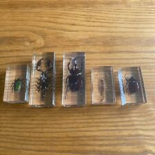 taxidermy bugs for sale  HIGH WYCOMBE