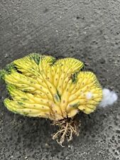 Cereus pachanoi crested for sale  Mount Hamilton