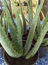 Aloe vera plant for sale  Lakeland