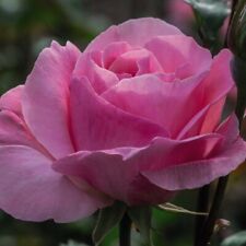 Rose queen elizabeth for sale  IPSWICH