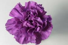 Carnation double violet for sale  RICHMOND