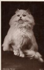 Vintage postcard chinchilla for sale  MATLOCK