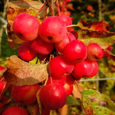 Crab apple red for sale  PETERBOROUGH