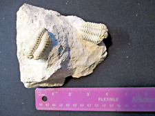 Trilobite fossil look for sale  Englewood