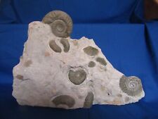Fossilien ammonit eschlip gebraucht kaufen  Biebertal