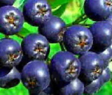 Aronia tree blueberry for sale  Nevada