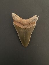 Genuine megalodon tooth for sale  NEWARK